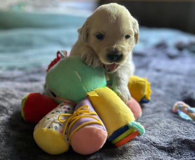 Les chiots de Golden Retriever