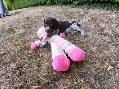 Les chiots de Braque allemand à poil court