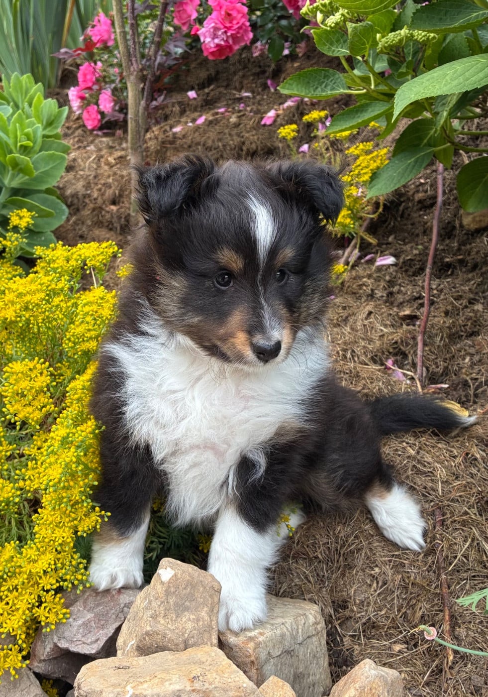Shetland Sheepdog - du Domaine de la Bellerie