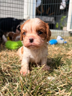 Les chiots de Cavalier King Charles Spaniel