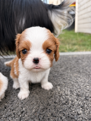 Les chiots de Cavalier King Charles Spaniel