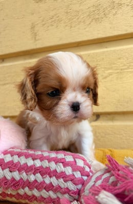 Les chiots de Cavalier King Charles Spaniel