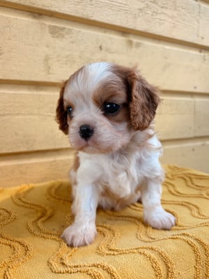 Les chiots de Cavalier King Charles Spaniel