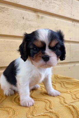 Les chiots de Cavalier King Charles Spaniel