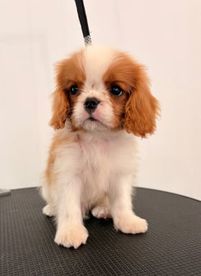 Les chiots de Cavalier King Charles Spaniel