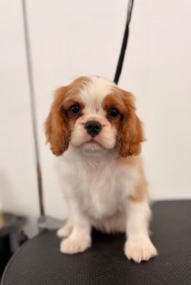 Les chiots de Cavalier King Charles Spaniel