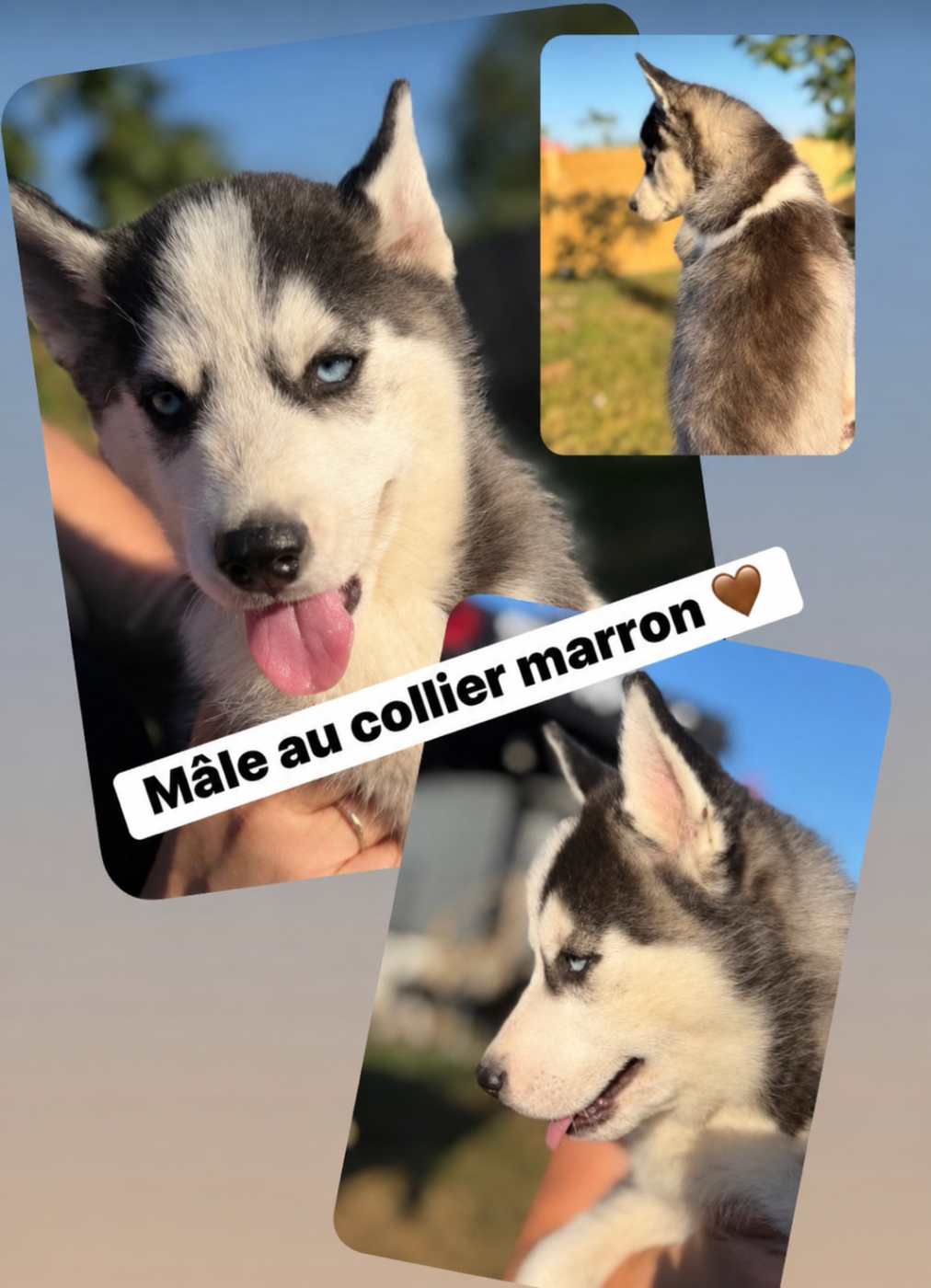 BASKO - Siberian Husky