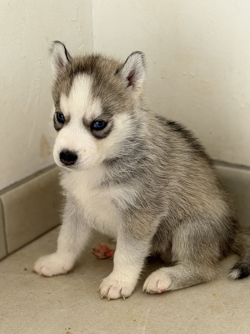 Chiot N°2 - Siberian Husky