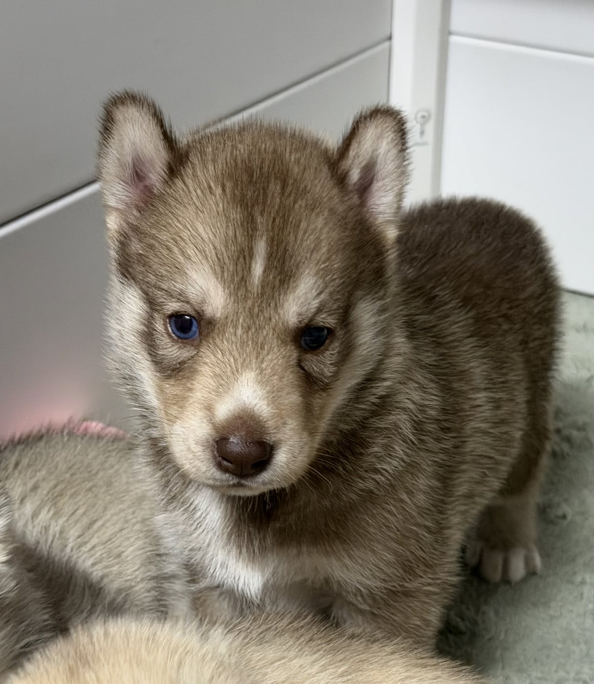 Chiot N°3 - Siberian Husky