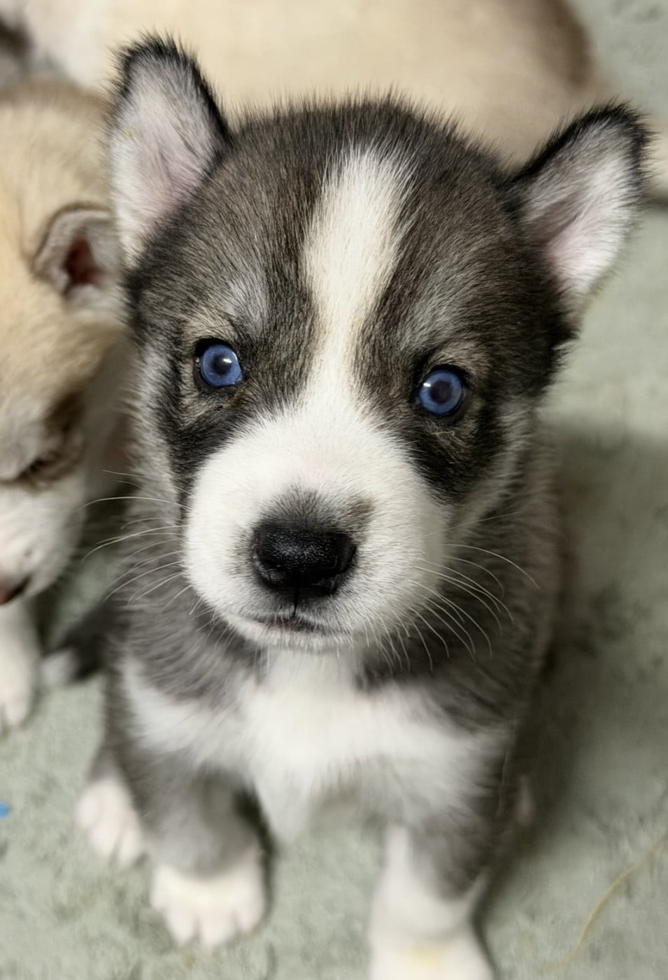 Chiot N°4 - Siberian Husky