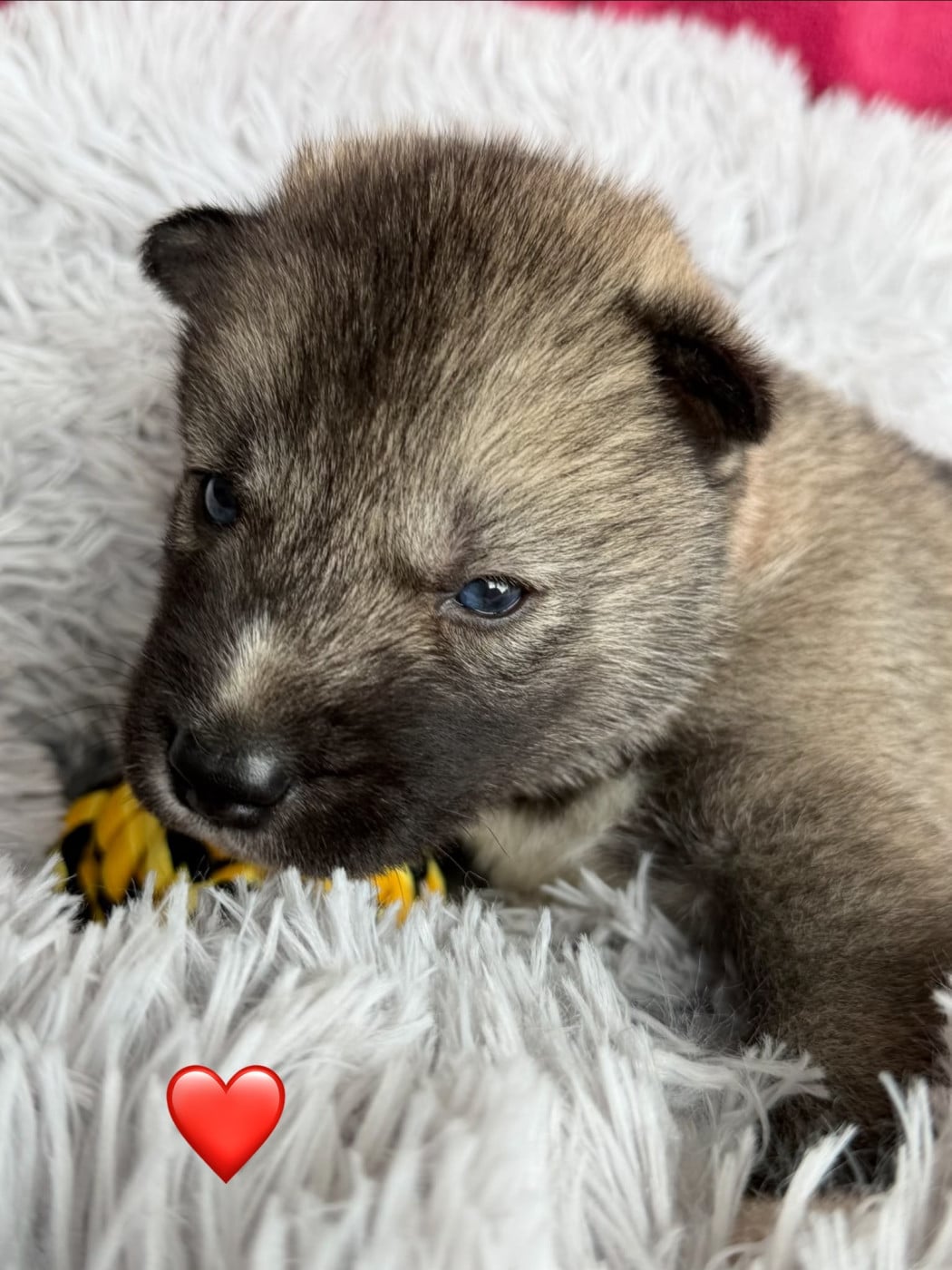 Chiot N°2 - Siberian Husky