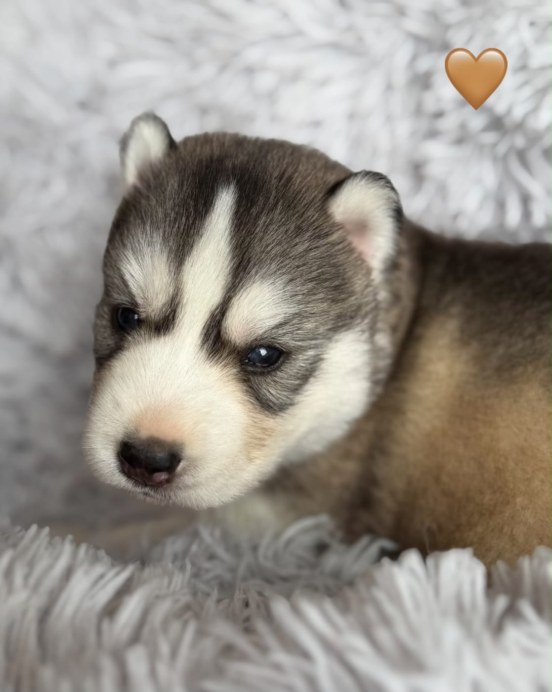 Chiot N°3 - Siberian Husky