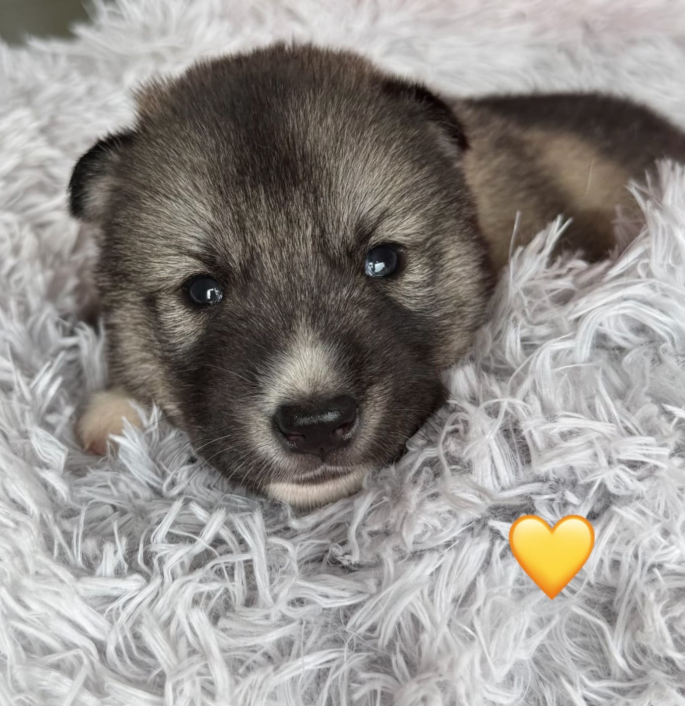 Chiot N°5 - Siberian Husky