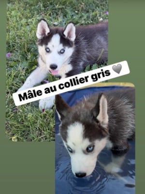 Les chiots de Siberian Husky