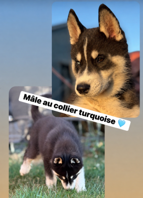 Les chiots de Siberian Husky