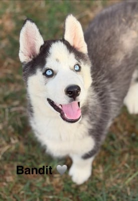 Les chiots de Siberian Husky