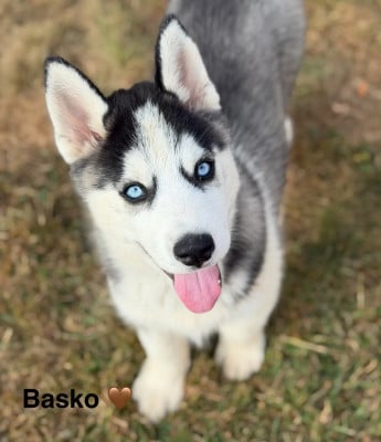 Les chiots de Siberian Husky