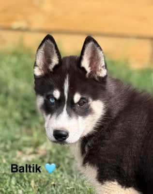 Les chiots de Siberian Husky
