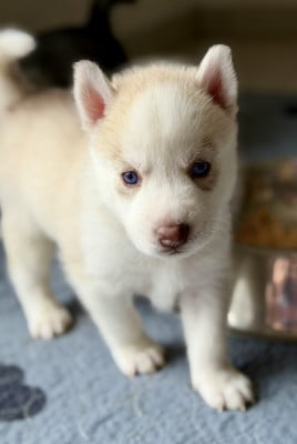 Siberian Husky