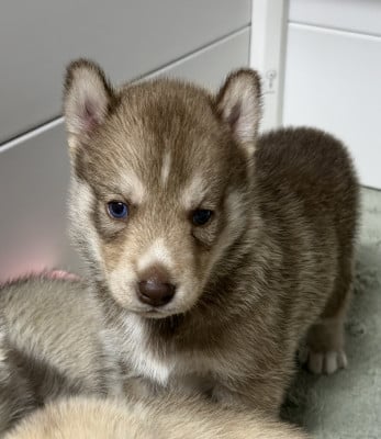 Chiot N°3 - Siberian Husky