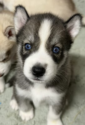 Chiot N°4 - Siberian Husky