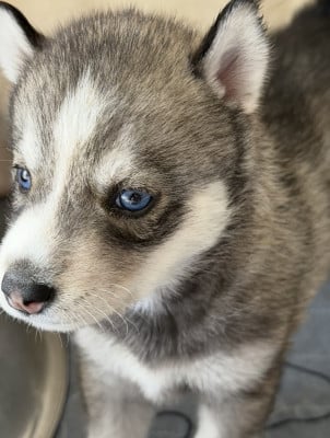 Chiot N°5 - Siberian Husky