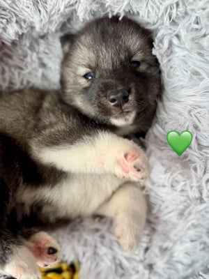 Les chiots de Siberian Husky