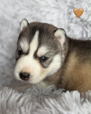 Les chiots de Siberian Husky