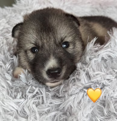 Les chiots de Siberian Husky