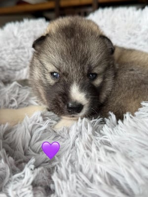 Les chiots de Siberian Husky