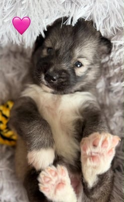 Les chiots de Siberian Husky