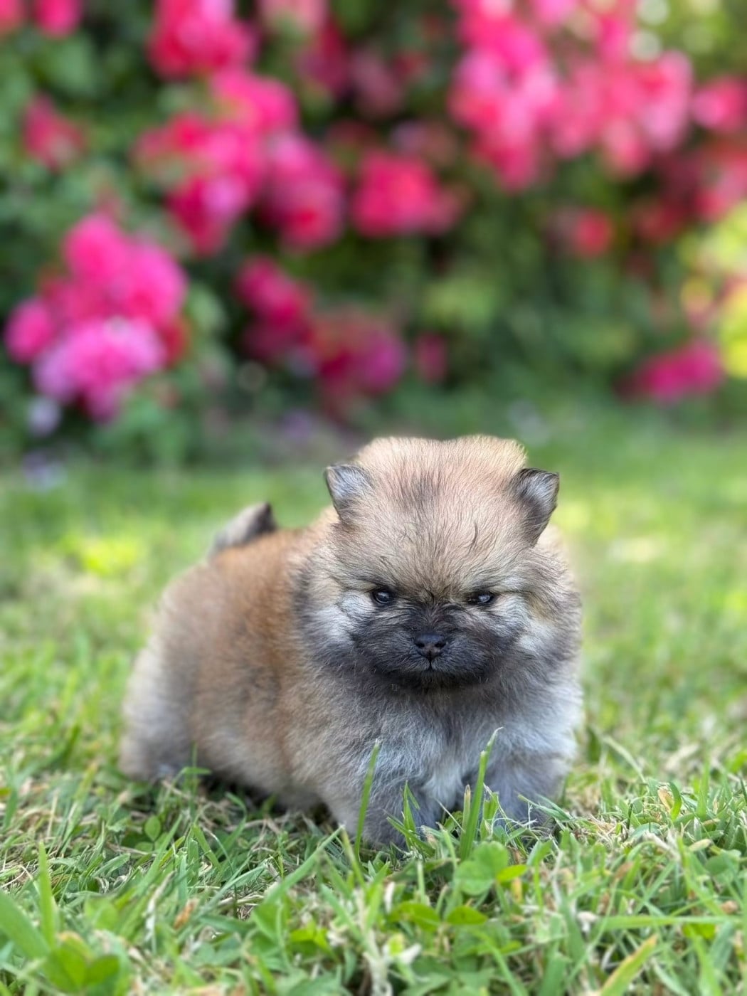 Chiot N°1 - Spitz allemand