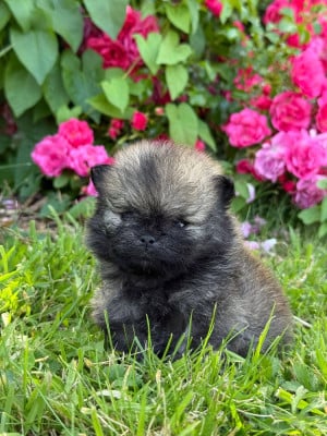 Les chiots de Spitz allemand