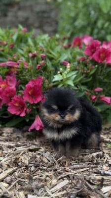 Les chiots de Spitz allemand