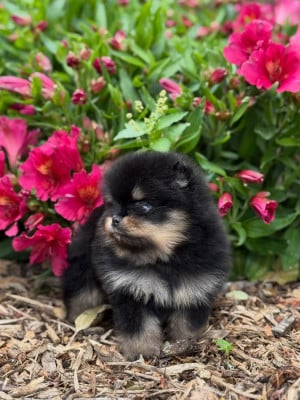 Les chiots de Spitz allemand