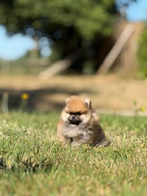 Les chiots de Spitz allemand