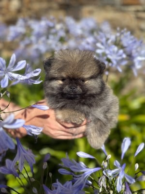 Les chiots de Spitz allemand