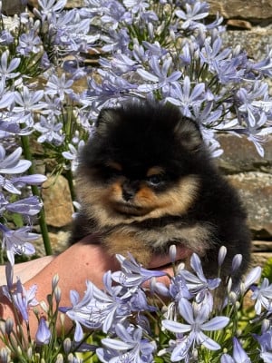 Les chiots de Spitz allemand