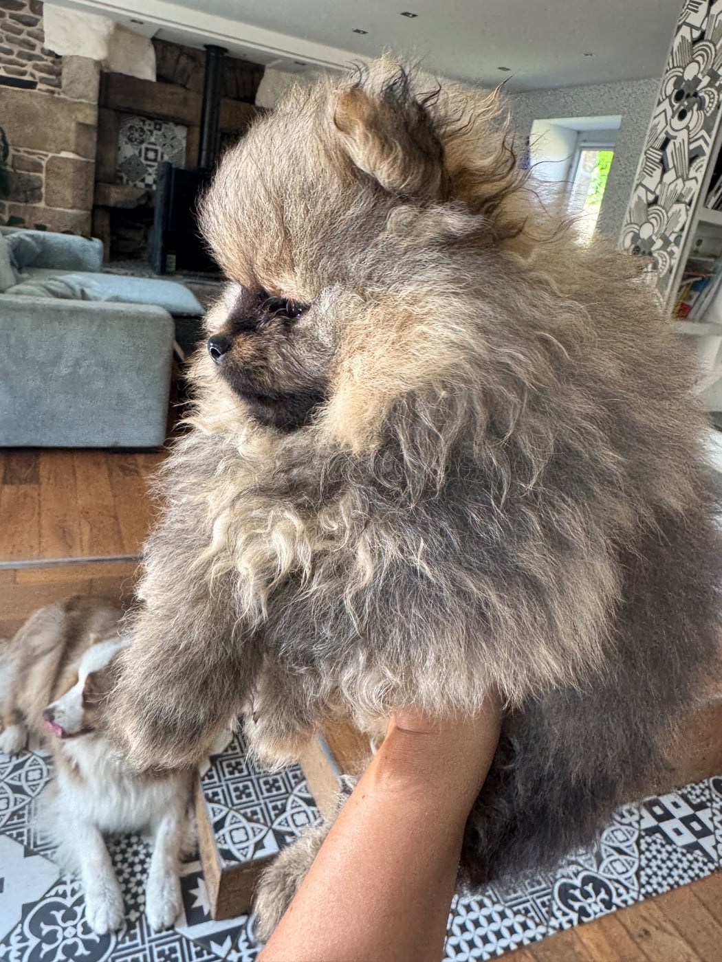 male orange - Spitz allemand