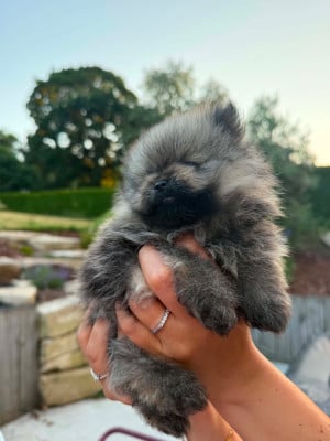Les chiots de Spitz allemand