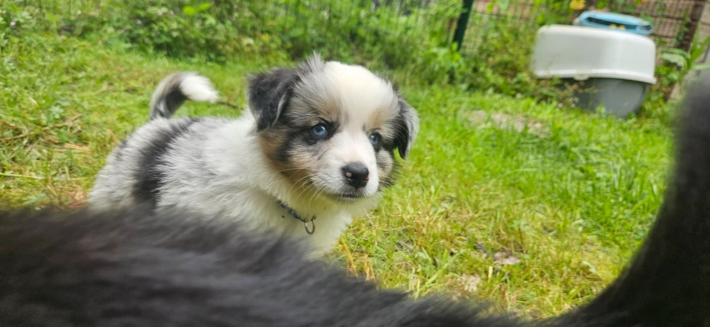 Bulle