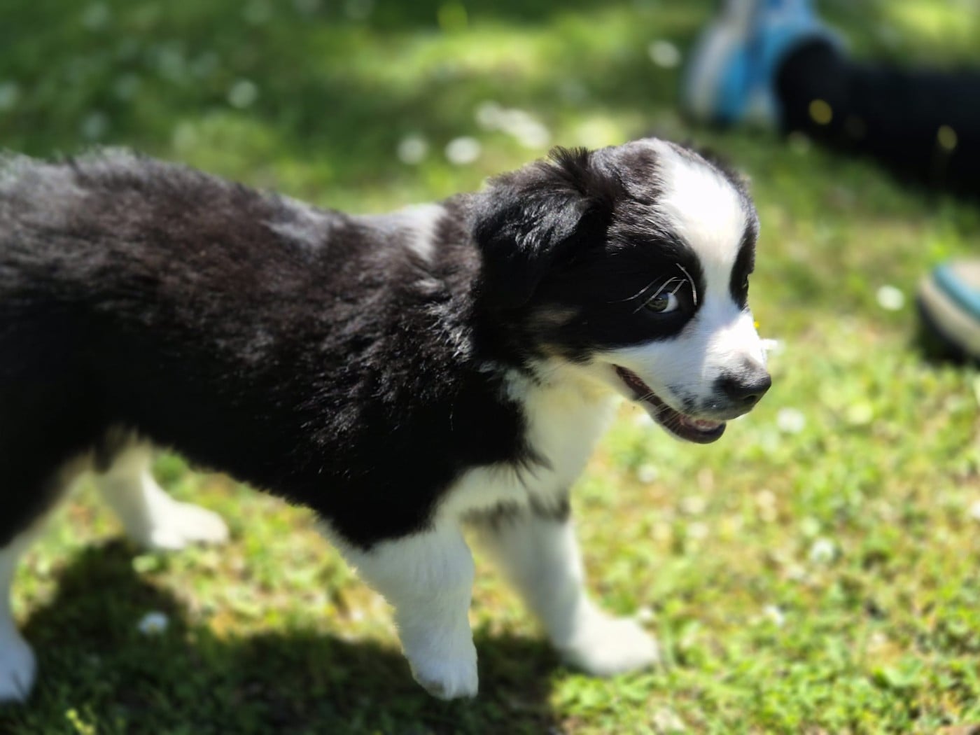 Bella