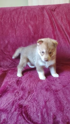 Mâle 2 - Siberian Husky