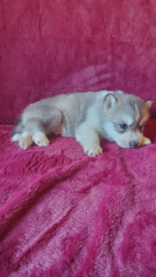 Mâle 1 - Siberian Husky