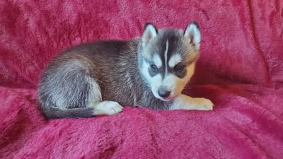 Femelle 1 - Siberian Husky