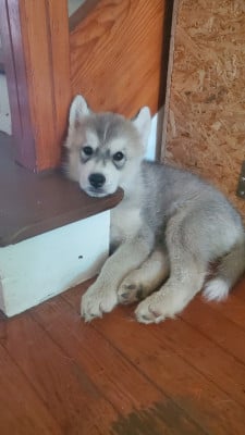 Les chiots de Siberian Husky