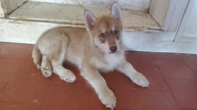 Les chiots de Siberian Husky