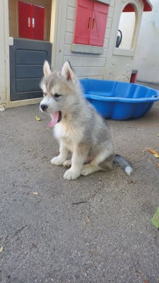 Les chiots de Siberian Husky