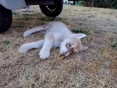 Les chiots de Siberian Husky