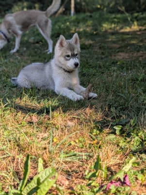 Les chiots de Siberian Husky